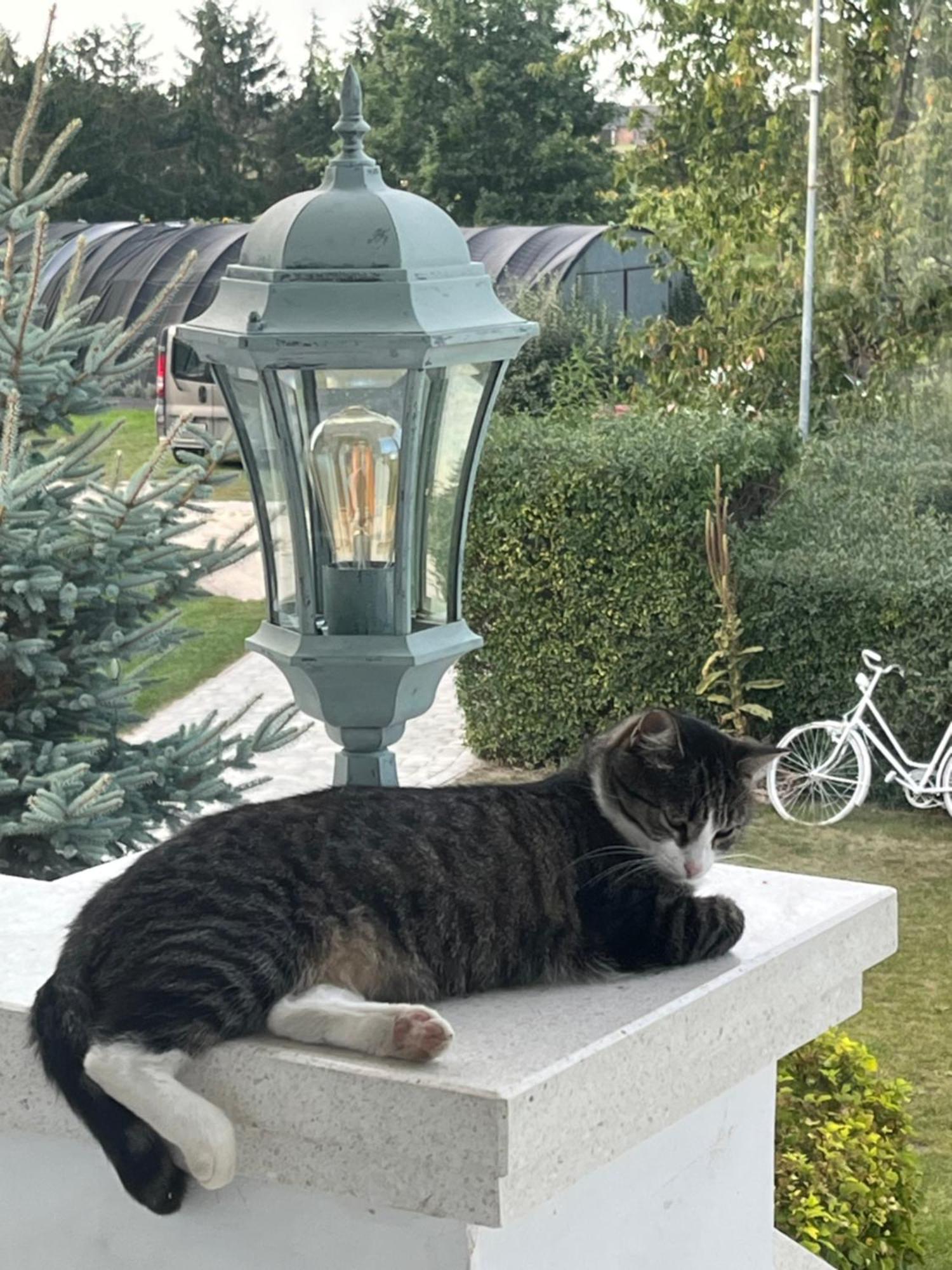 Zielone Zacisze Bed and Breakfast Murzynowo Kościelne Eksteriør billede