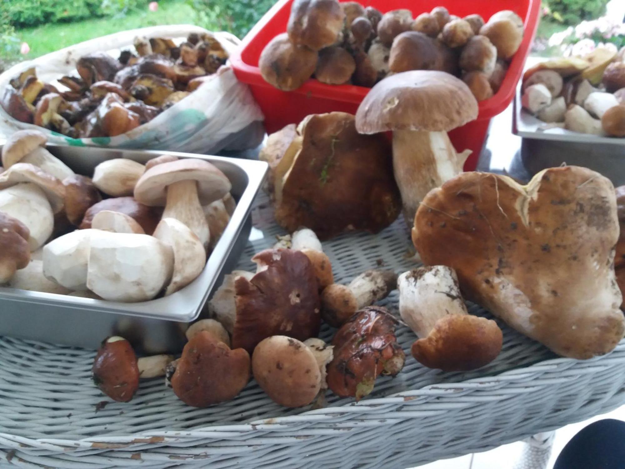 Zielone Zacisze Bed and Breakfast Murzynowo Kościelne Eksteriør billede