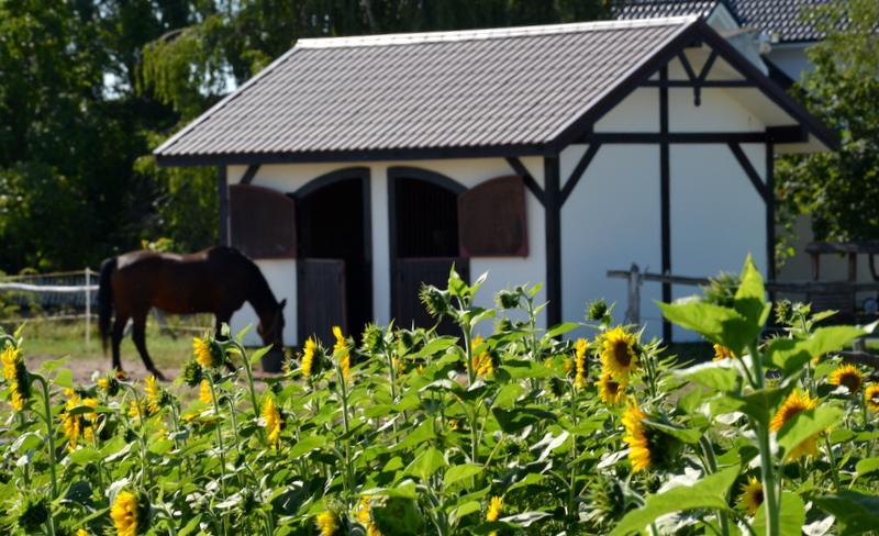 Zielone Zacisze Bed and Breakfast Murzynowo Kościelne Eksteriør billede